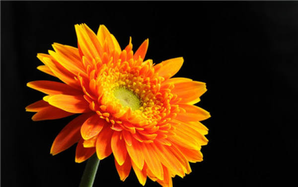 Florescence of Gerbera jamesonii