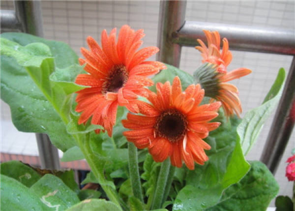 florescence of Gerbera