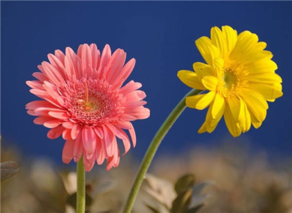 florescence of Gerbera