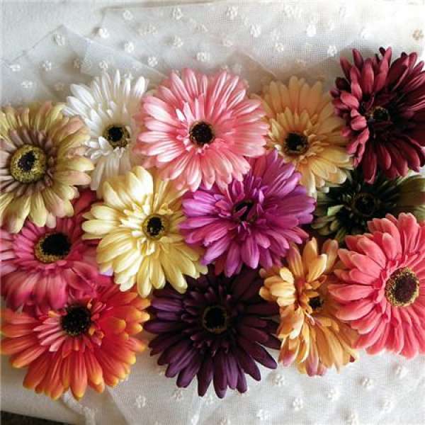florescence of Gerbera