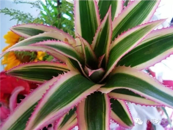 Color-leaf pineapple