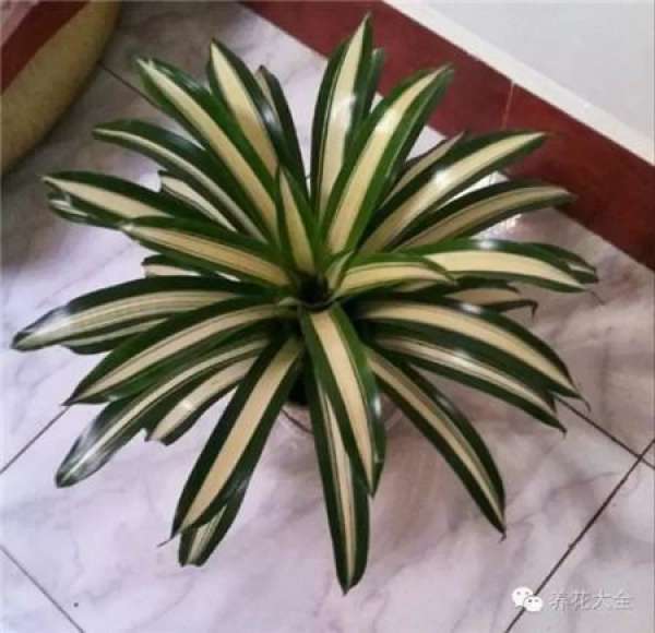 Color-leaf pineapple