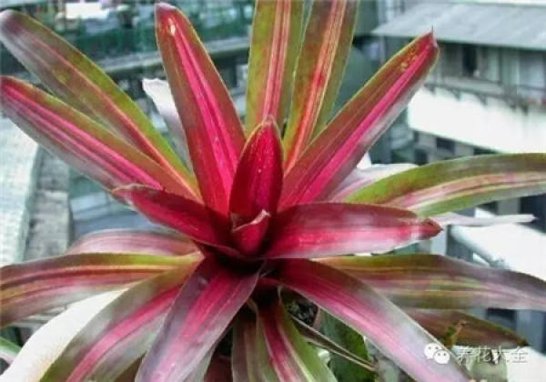 Color-leaf pineapple