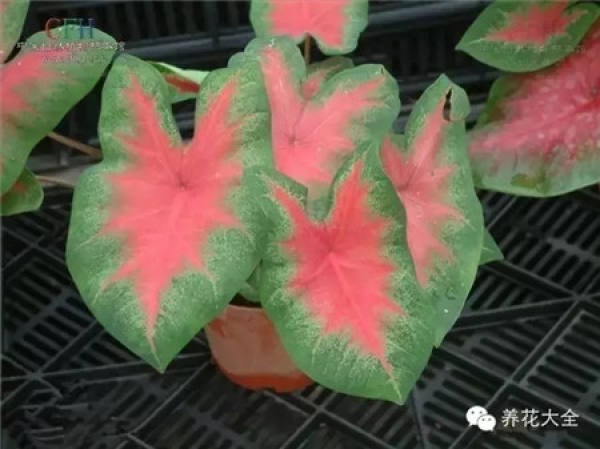 Color-leaf pineapple