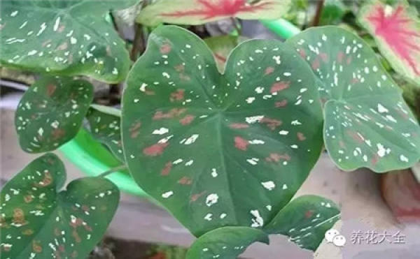 Color-leaf pineapple