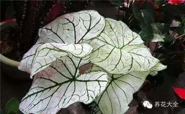 Color-leaf pineapple
