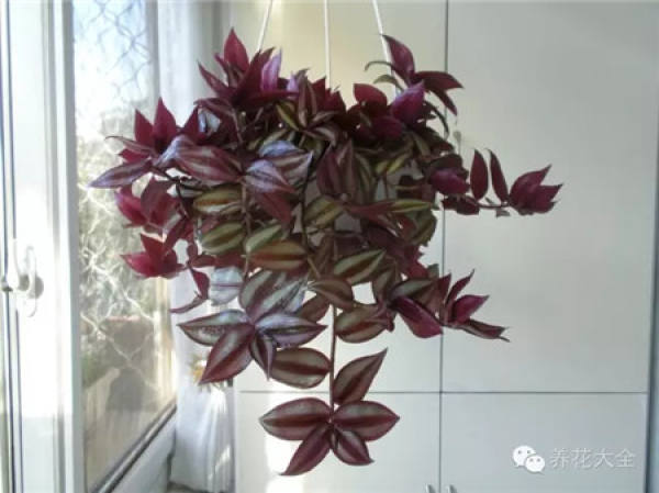 Color-leaf pineapple