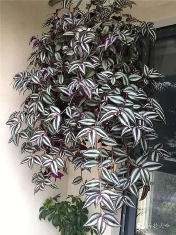 Color-leaf pineapple