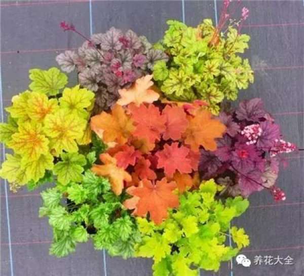 Color-leaf pineapple
