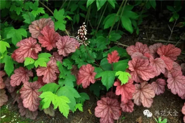 Color-leaf pineapple