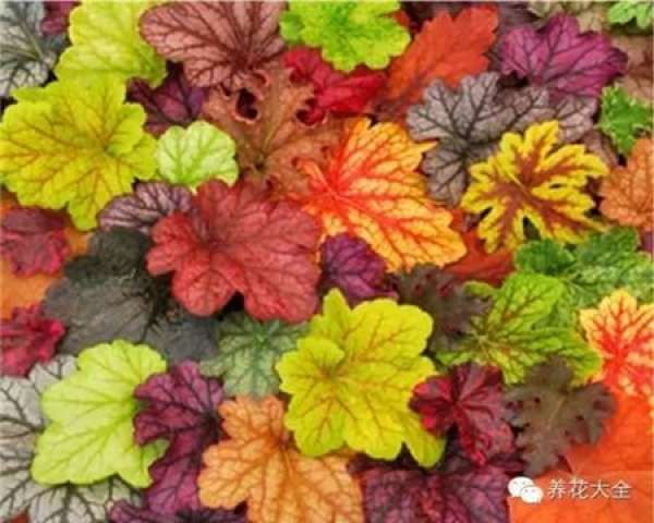 Color-leaf pineapple