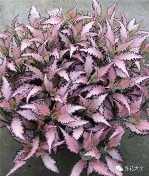 Color-leaf pineapple