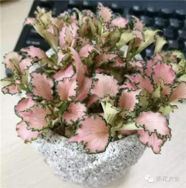 Color-leaf pineapple