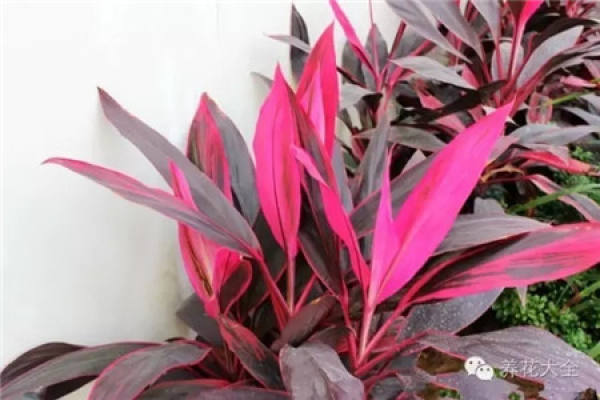 Color-leaf pineapple