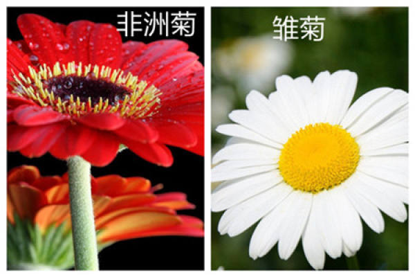 Difference between Gerbera and Daisy
