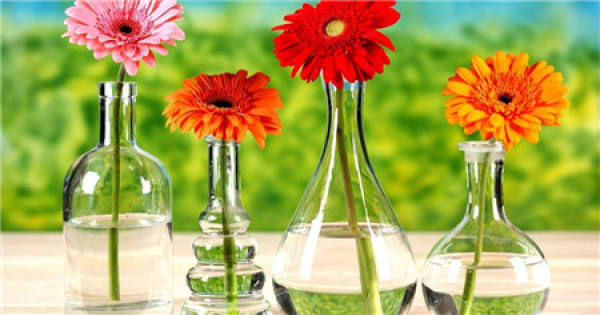 Pruning the flower branches before the flower arrangement of the Gerbera