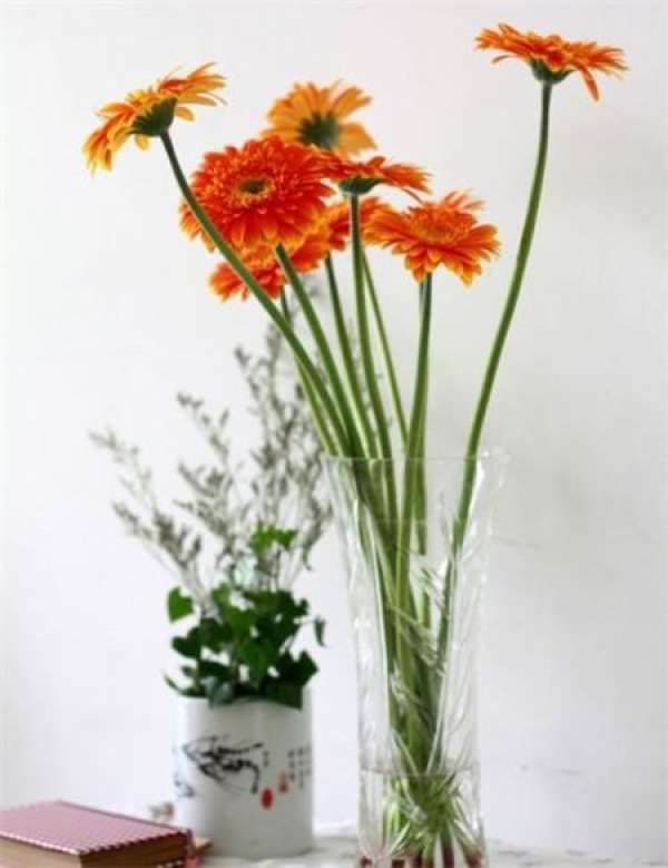 pruning of Gerbera before flower arrangement