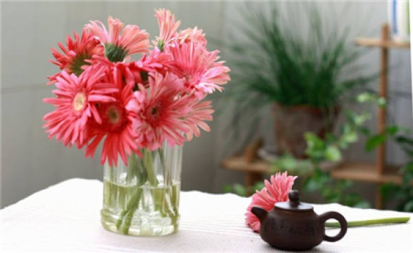 Gerbera jamesonii with vase design