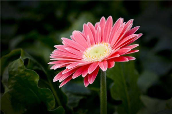 The main classification of Gerbera jamesonii