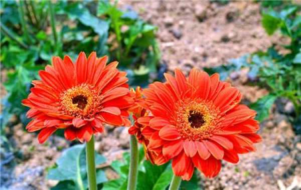 Main Classification of Cut Flowers of Gerbera jamesonii