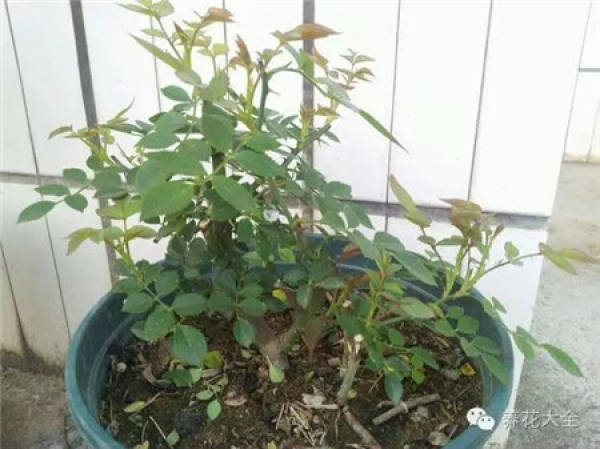 Fertilization after anthesis