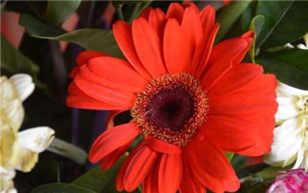 How do Gerbera daisies spend the summer?