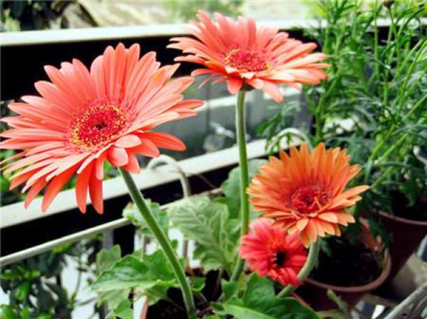 How do Gerbera daisies survive the winter?