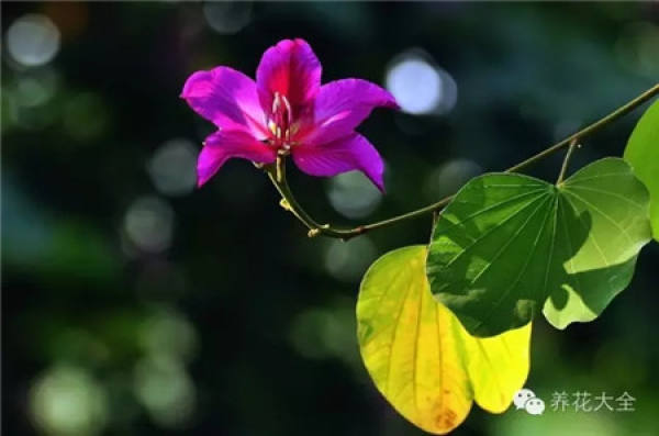 Tamarindus indica L.