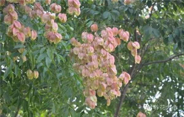 Tamarindus indica L.