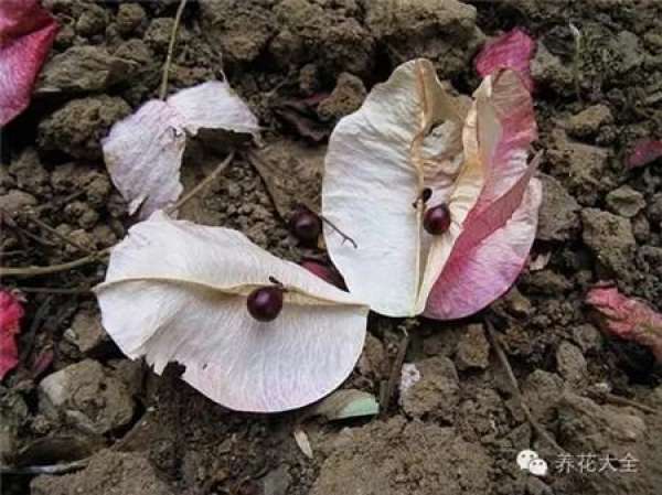 Tamarindus indica L.