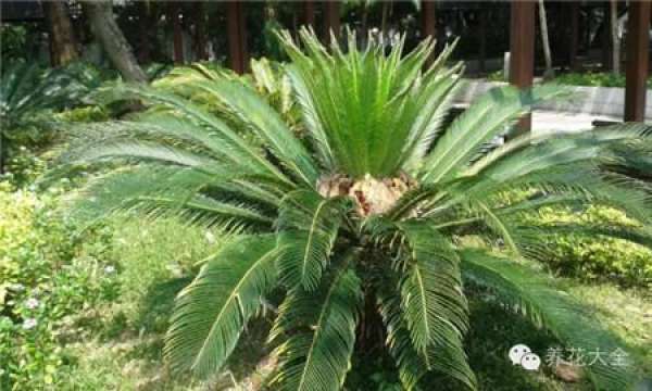 Tamarindus indica L.