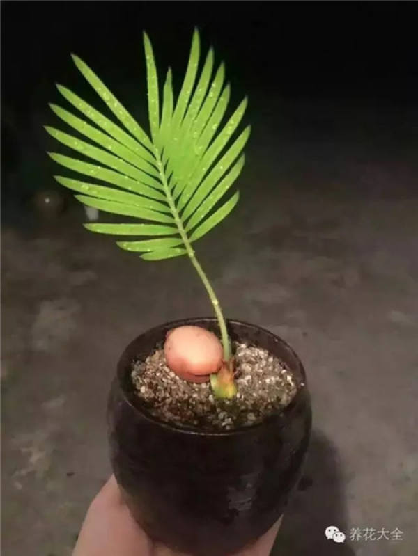 Tamarindus indica L.