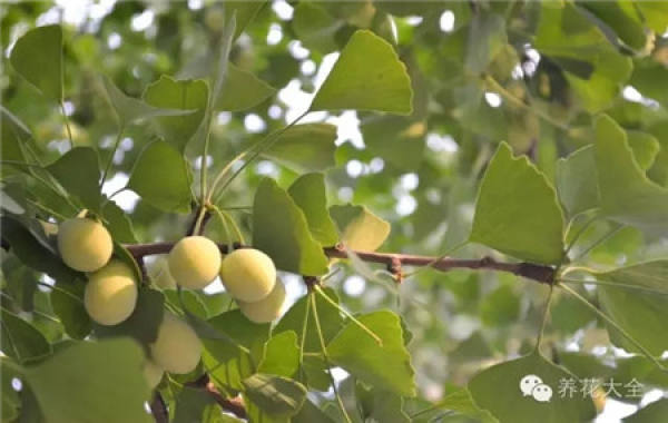Tamarindus indica L.