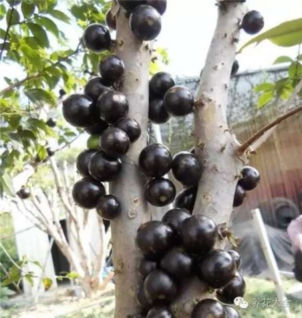 Tamarindus indica L.