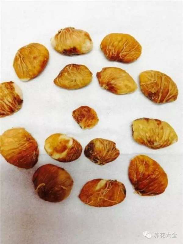 Tamarindus indica L.