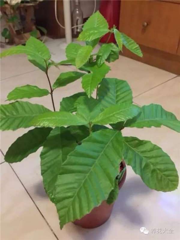 Tamarindus indica L.