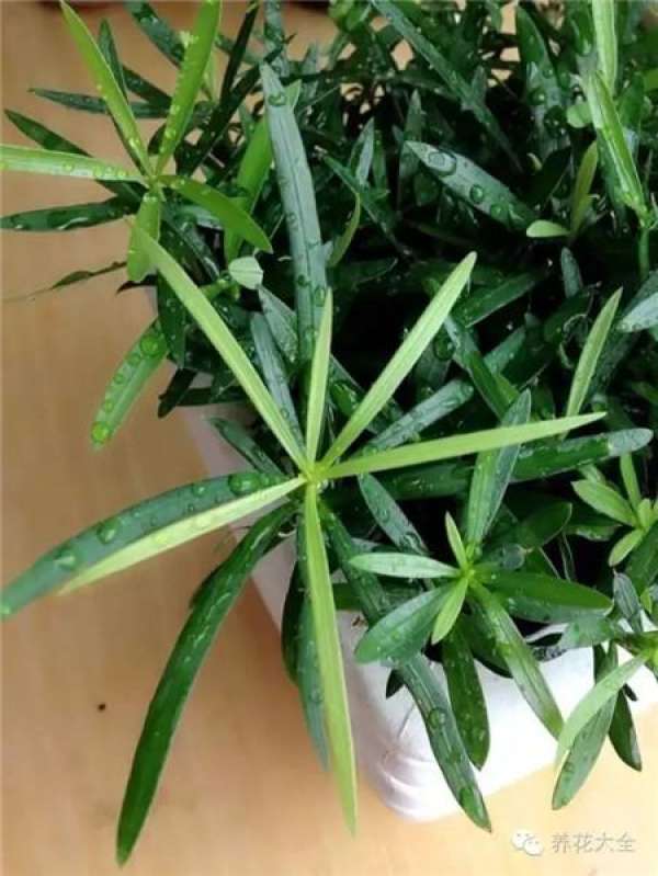 Tamarindus indica L.