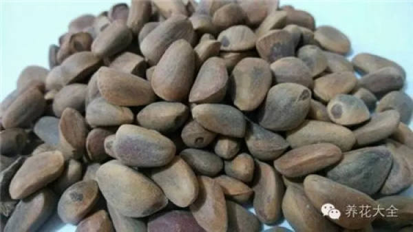 Tamarindus indica L.