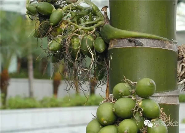 Tamarindus indica L.