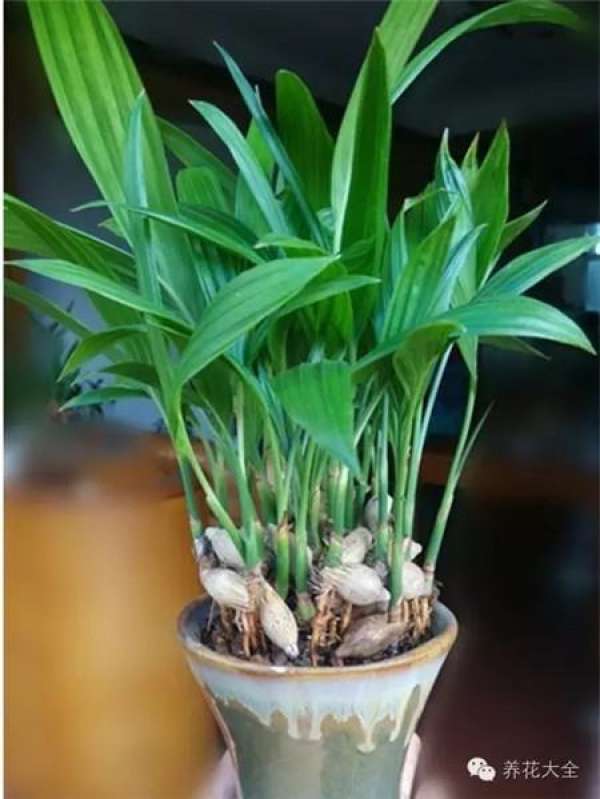 Tamarindus indica L.