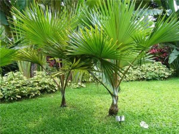 Tamarindus indica L.