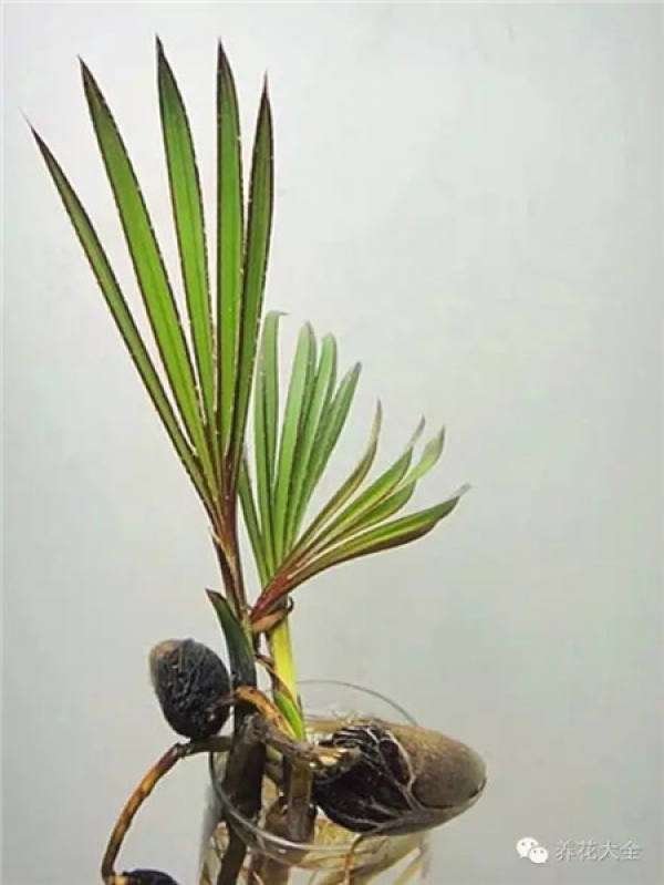 Tamarindus indica L.