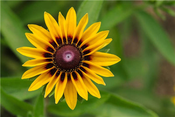 Black Heart Chrysanthemum