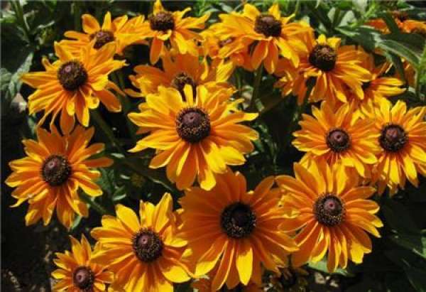 Black Heart Chrysanthemum