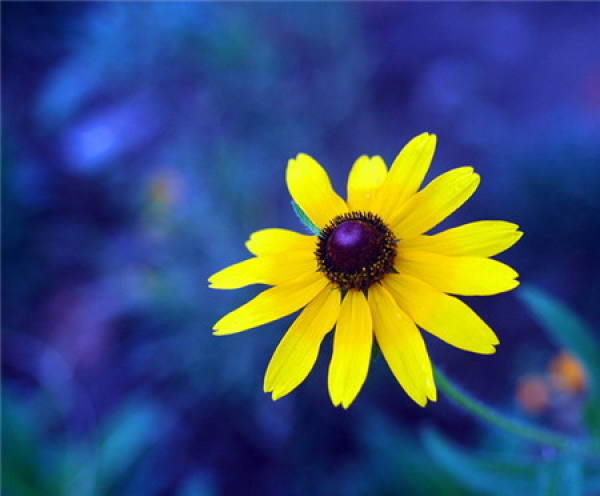 Cutting Propagation of Rudbeckia hirta
