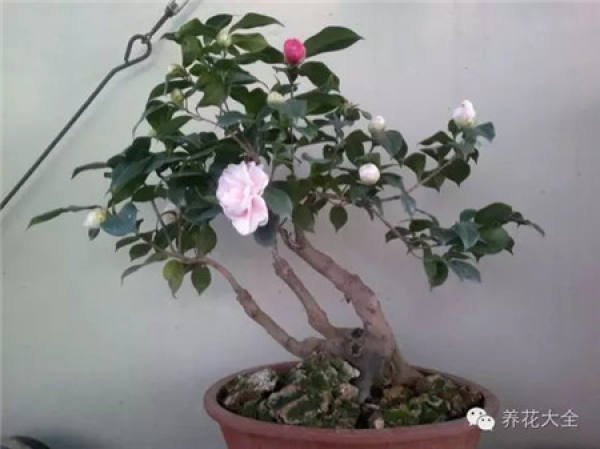 Camellia
