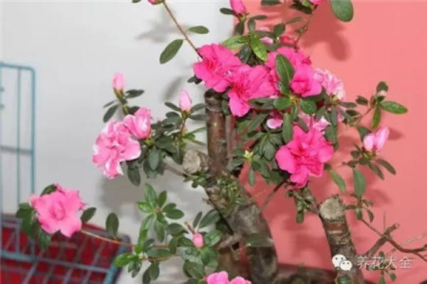 Camellia