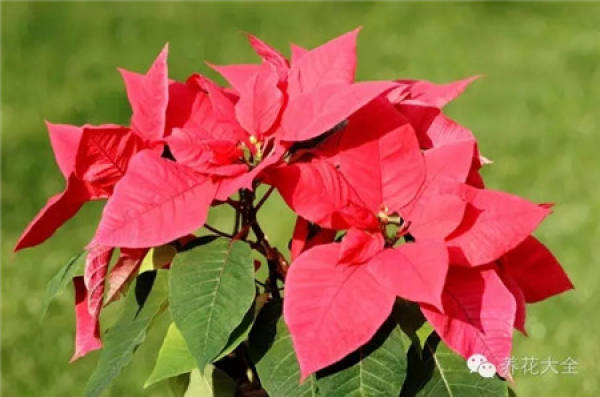 Camellia