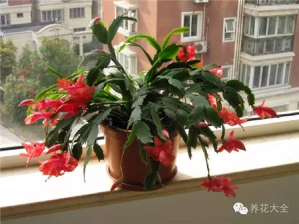 Camellia