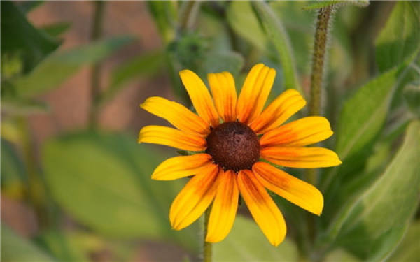 disease and control of Coreopsis